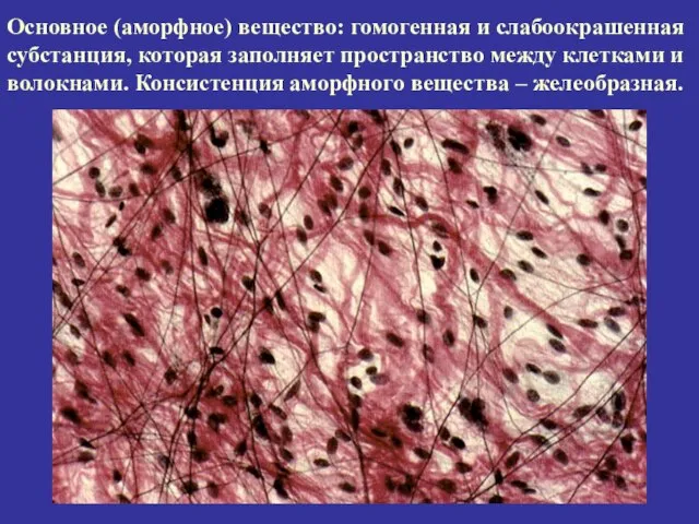 Основное (аморфное) вещество: гомогенная и слабоокрашенная субстанция, которая заполняет пространство между клетками