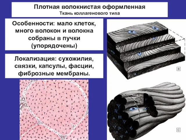 Плотная волокнистая оформленная Ткань коллагенового типа Особенности: мало клеток, много волокон и