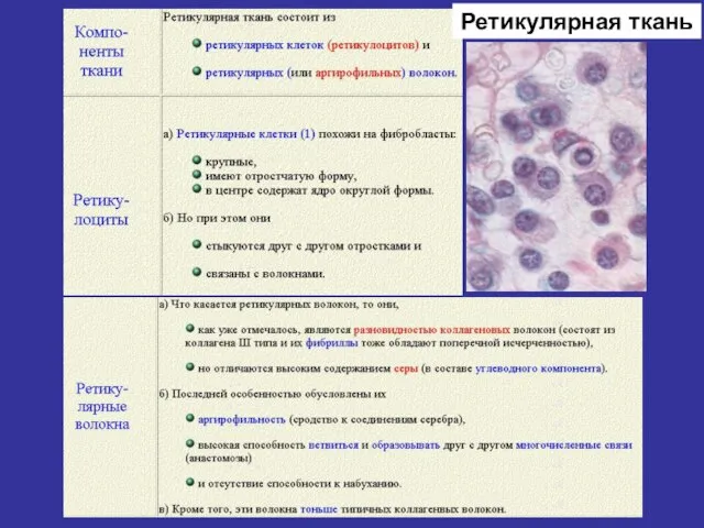 Ретикулярная ткань