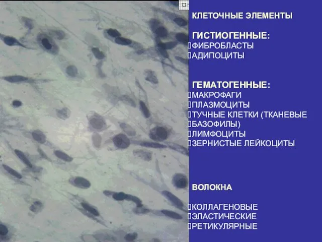 КЛЕТОЧНЫЕ ЭЛЕМЕНТЫ ГИСТИОГЕННЫЕ: ФИБРОБЛАСТЫ АДИПОЦИТЫ ГЕМАТОГЕННЫЕ: МАКРОФАГИ ПЛАЗМОЦИТЫ ТУЧНЫЕ КЛЕТКИ (ТКАНЕВЫЕ БАЗОФИЛЫ)