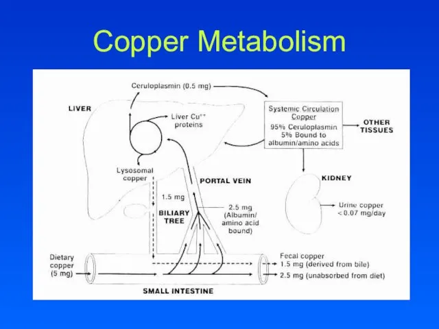 Copper Metabolism