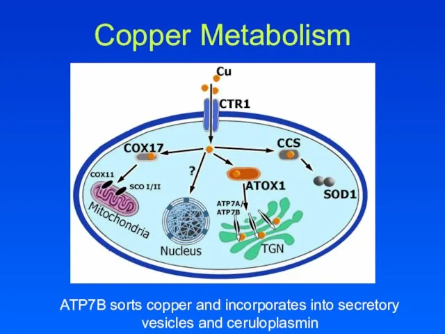 Copper Metabolism ATP7B sorts copper and incorporates into secretory vesicles and ceruloplasmin