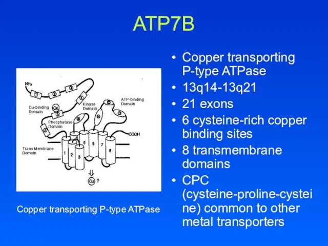 ATP7B Copper transporting P-type ATPase 13q14-13q21 21 exons 6 cysteine-rich copper binding