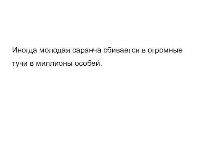 Иногда молодая саранча сбивается в огромные тучи в миллионы особей.