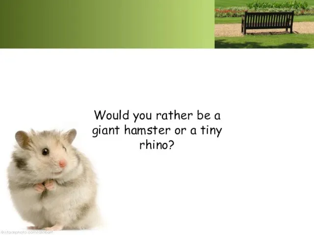 Would you rather be a giant hamster or a tiny rhino?