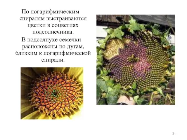 По логарифмическим спиралям выстраиваются цветки в соцветиях подсолнечника. В подсолнухе семечки расположены