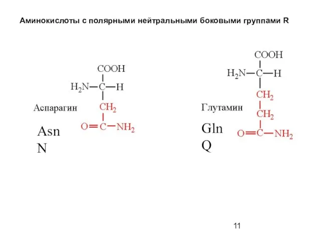 Аминокислоты с полярными нейтральными боковыми группами R Asn N Gln Q