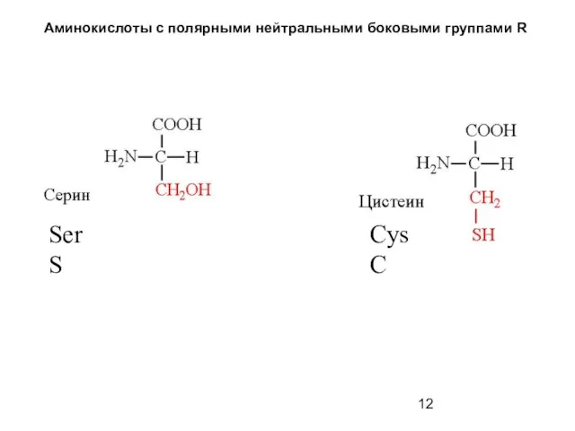 Аминокислоты с полярными нейтральными боковыми группами R Ser S Cys C