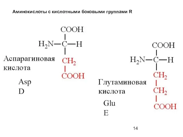 Аминокислоты с кислотными боковыми группами R Asp D Glu E