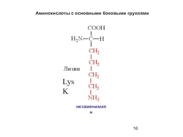 Аминокислоты с основными боковыми группами Lys K незаменимая н