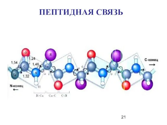 ПЕПТИДНАЯ СВЯЗЬ