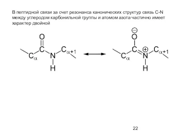 В пептидной связи за счет резонанса канонических структур связь C-N между углеродом