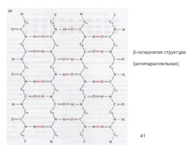 β-складчатая структура (антипараллельная)
