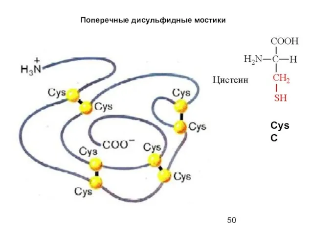 Поперечные дисульфидные мостики Cys C