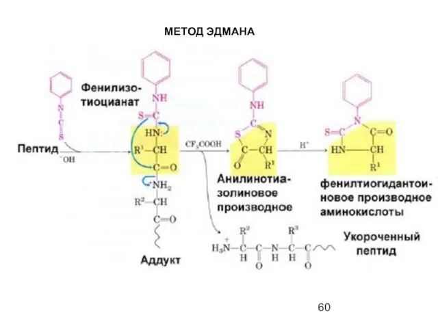 МЕТОД ЭДМАНА