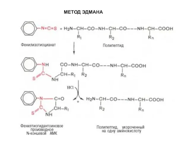 МЕТОД ЭДМАНА