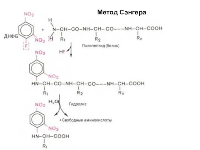 Метод Сэнгера