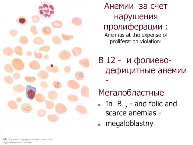 Анемии за счет нарушения пролиферации : Anemias at the expense of proliferation