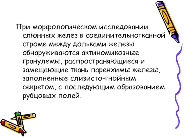 При морфологическом исследовании слюнных желез в соединительнотканной строме между дольками железы обнаруживаются