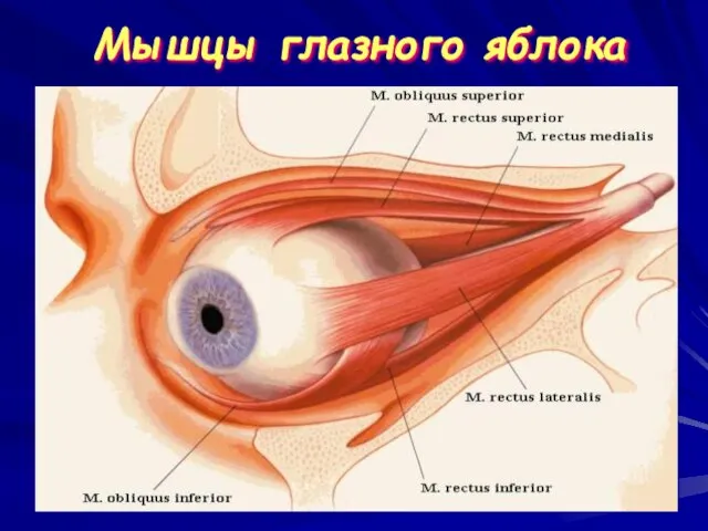 Мышцы глазного яблока