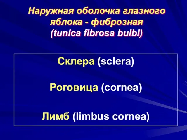 Наружная оболочка глазного яблока - фиброзная (tunica fibrosa bulbi) Склера (sclera) Роговица (cornea) Лимб (limbus cornea)