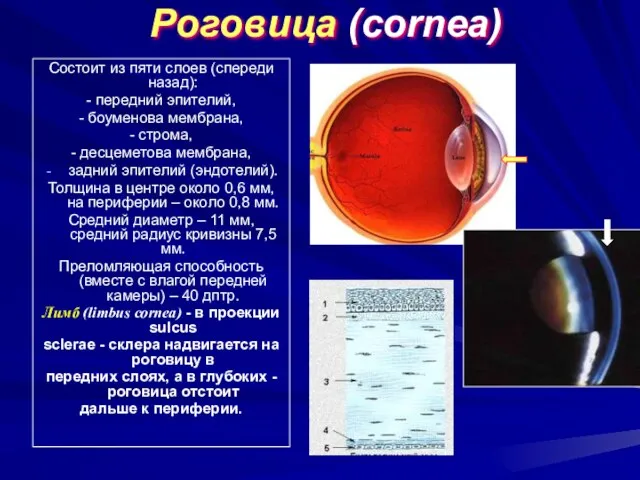 Роговица (cornea) Состоит из пяти слоев (спереди назад): - передний эпителий, -