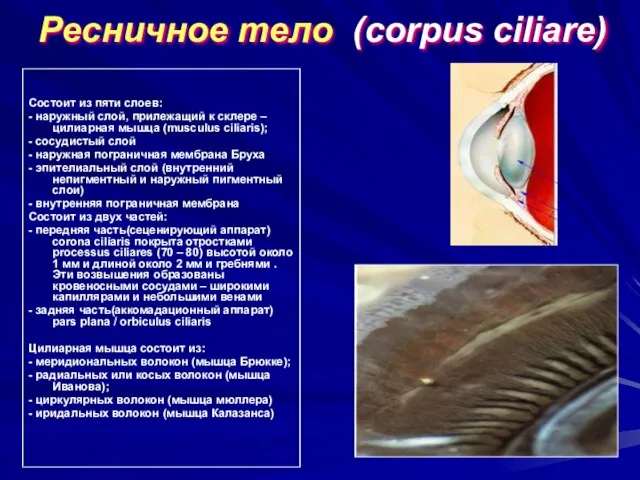 Ресничное тело (corpus ciliare) Состоит из пяти слоев: - наружный слой, прилежащий