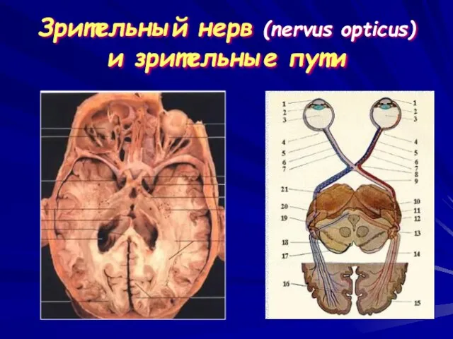 Зрительный нерв (nervus opticus) и зрительные пути