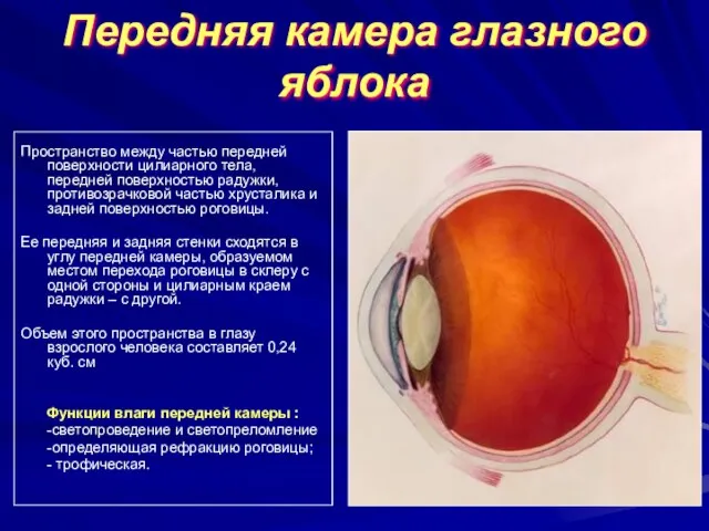 Передняя камера глазного яблока Пространство между частью передней поверхности цилиарного тела, передней