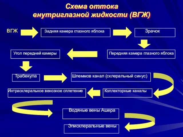 Схема оттока внутриглазной жидкости (ВГЖ) ВГЖ Задняя камера глазного яблока Зрачок Угол