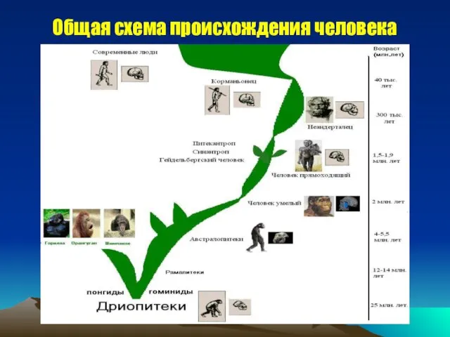 Общая схема происхождения человека