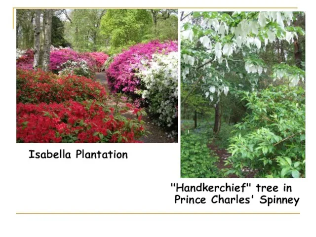 Isabella Plantation "Handkerchief" tree in Prince Charles' Spinney