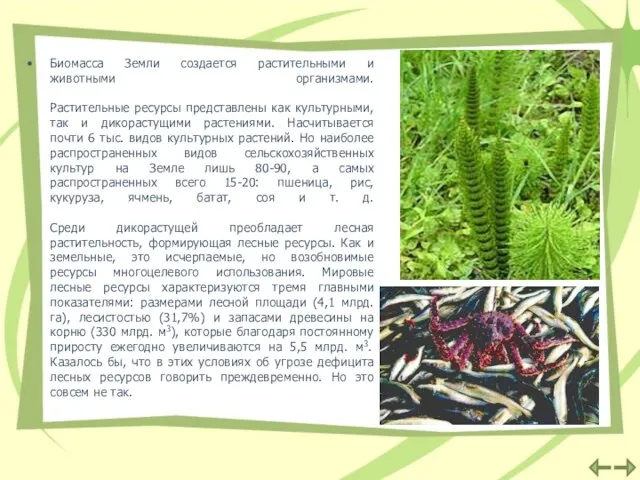 Биомасса Земли создается растительными и животными организмами. Растительные ресурсы представлены как культурными,