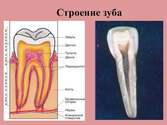 Строение зуба