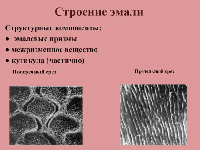 Строение эмали Структурные компоненты: ● эмалевые призмы ● межризменное вещество ● кутикула