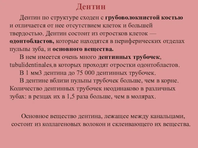 Дентин Дентин по структуре сходен с грубоволокнистой костью и отличается от нее