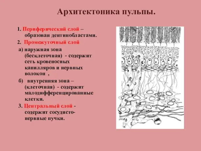 Архитектоника пульпы. 1. Периферический слой – образован дентинобластами. 2. Промежуточный слой а)