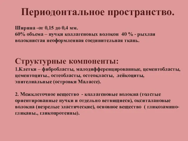 Периодонтальное пространство. Ширина -от 0,15 до 0,4 мм. 60% объема – пучки