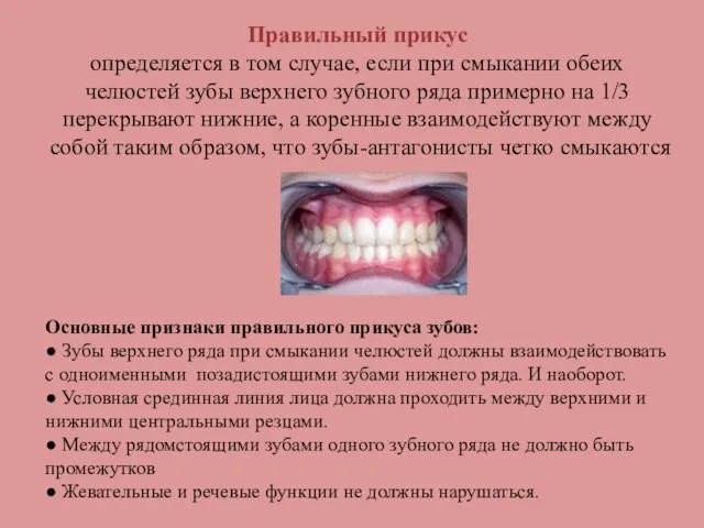 Правильный прикус определяется в том случае, если при смыкании обеих челюстей зубы