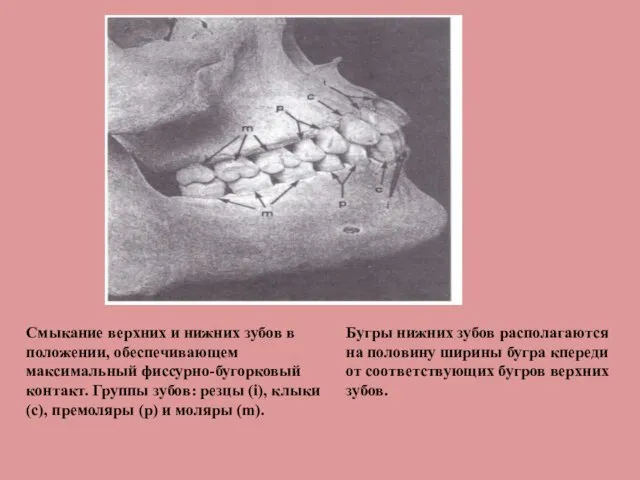 Смыкание верхних и нижних зубов в положении, обеспечивающем максимальный фиссурно-бугорковый контакт. Группы