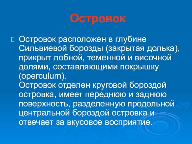 Островок Островок расположен в глубине Сильвиевой борозды (закрытая долька), прикрыт лобной, теменной