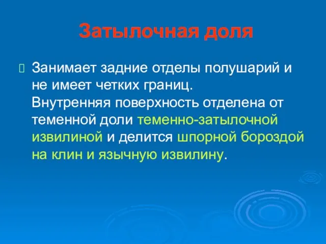 Затылочная доля Занимает задние отделы полушарий и не имеет четких границ. Внутренняя