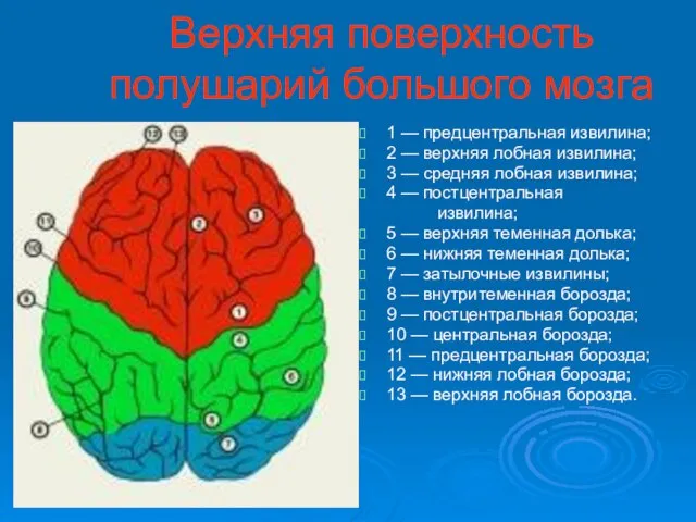 Верхняя поверхность полушарий большого мозга 1 — предцентральная извилина; 2 — верхняя