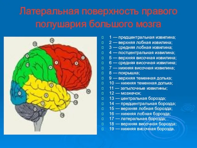 Латеральная поверхность правого полушария большого мозга 1 — предцентральная извилина; 2 —