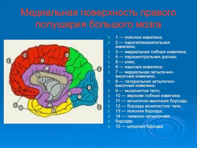 Медиальная поверхность правого полушария большого мозга 1 — поясная извилина; 2 —