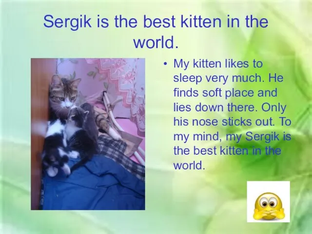 Sergik is the best kitten in the world. My kitten likes to
