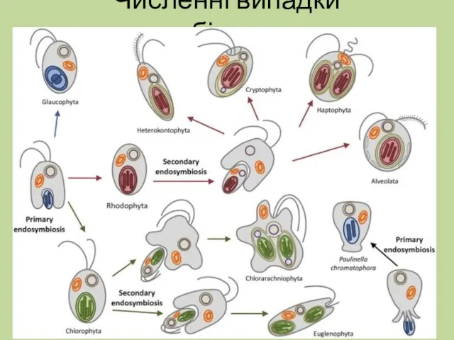 Численні випадки симбіогенезу