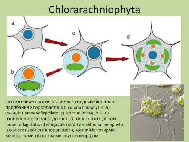 Chlorarachniophyta Гіпотетичний процес вторинного ендосімбіотічного придбання хлоропластів в Chlorarachniophytes. а) еукаріот amoeboflagellate.
