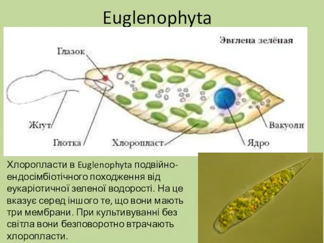 Euglenophyta Хлоропласти в Euglenophyta подвійно-ендосімбіотічного походження від еукаріотичної зеленої водорості. На це