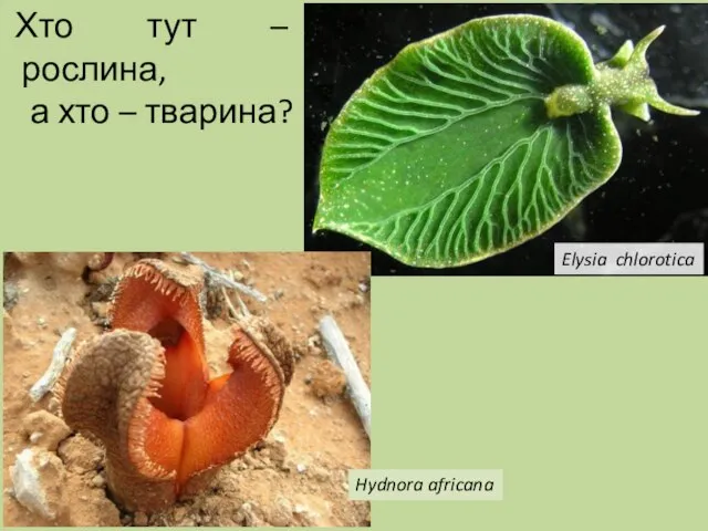 Хто тут – рослина, а хто – тварина? Elysia chlorotica Hydnora africana